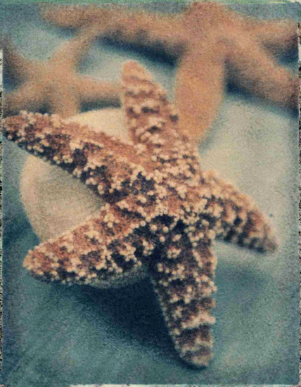Still Life for Jahrriesnge starfish-lpf00178 Still Life Jahrriesnge for starfish-lpf00178