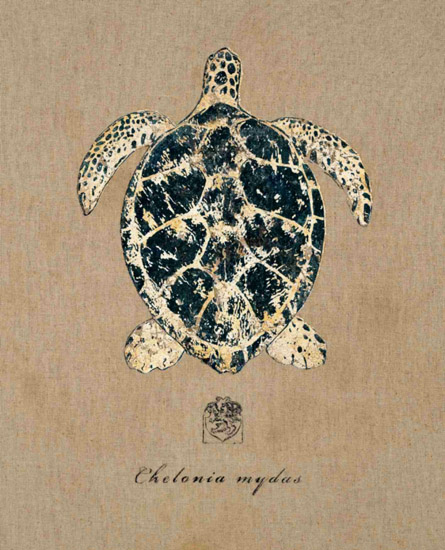 Still Life for Jahrriesnge tortoise-lpf00179 Still Life Jahrriesnge for tortoise-lpf00179