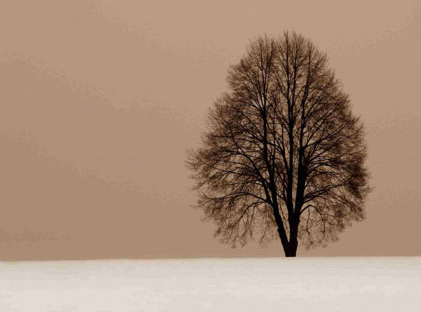 Landscape for JAHRRIESNGE trees-lpf00759 Landscape JAHRRIESNGE for trees-lpf00759