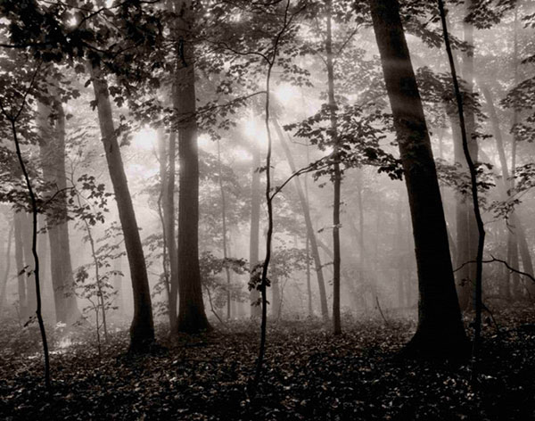 Landscape for JAHRRIESNGE forest-lpf00763 Landscape JAHRRIESNGE for forest-lpf00763