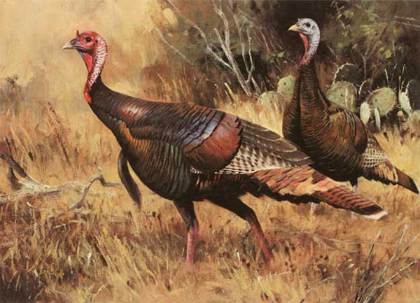 Animals for Jahrriesnge Spit-chicken-lpf02527 Animals Jahrriesnge for Spit-chicken-lpf02527