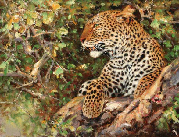 Animals for Jahrriesnge leopard-lpf02565 Animals Jahrriesnge for leopard-lpf02565