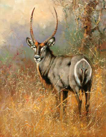 Animals for Jahrriesnge antelope-lpf02568 Animals Jahrriesnge for antelope-lpf02568