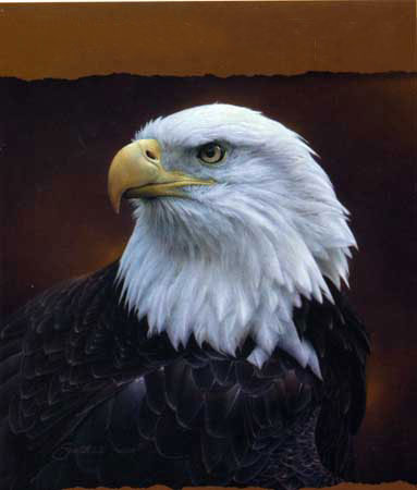 Animals for Jahrriesnge sea-eagle-lpf02575 Animals Jahrriesnge for sea-eagle-lpf02575