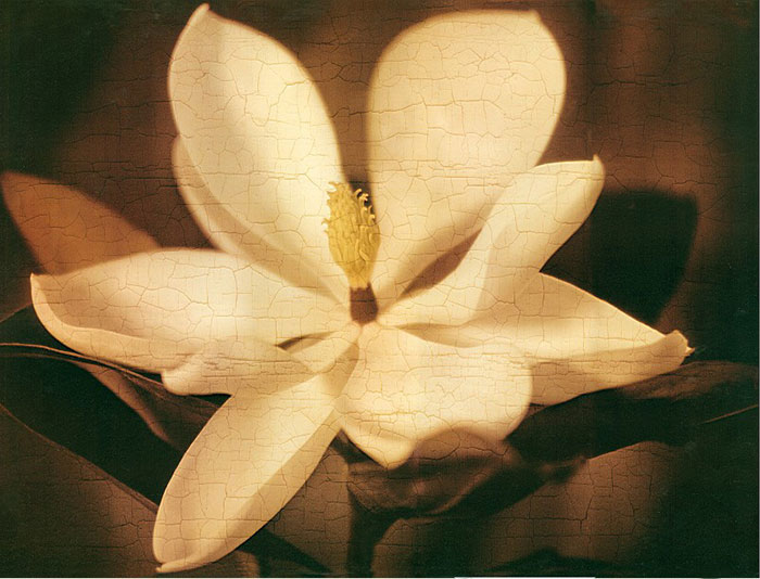 Floral for JAHRRIESNGE flowers lpf04408 Floral JAHRRIESNGE for flowers lpf04408