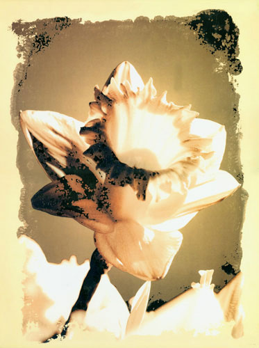 Floral for Jahrriesnge flower lpf04588 Floral Jahrriesnge for flower lpf04588