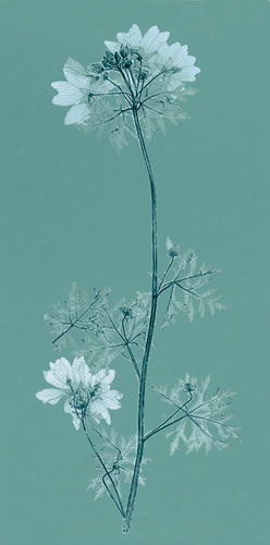 Floral for JAHRRIESNGE flowers lpf04841 Floral JAHRRIESNGE for flowers lpf04841