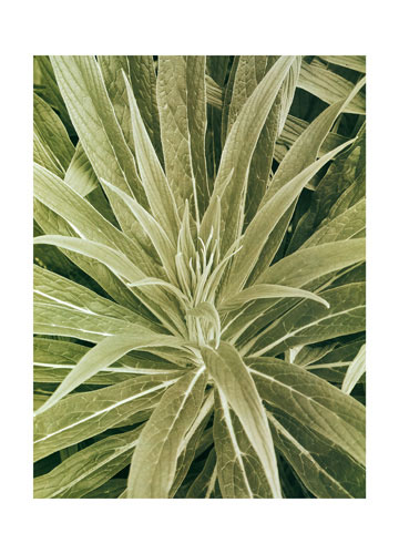 Floral for JAHRRIESNGE flowers lpf04865 Floral JAHRRIESNGE for flowers lpf04865