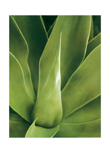 Floral for JAHRRIESNGE leaf lpf04868 Floral JAHRRIESNGE for leaf lpf04868