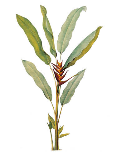 Floral for JAHRRIESNGE flowers lpf04901 Floral JAHRRIESNGE for flowers lpf04901