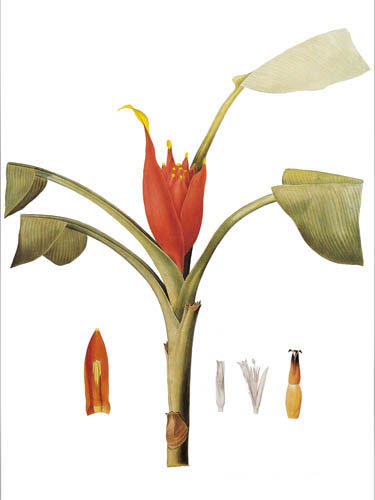 Floral for JAHRRIESNGE flowers lpf04902 Floral JAHRRIESNGE for flowers lpf04902