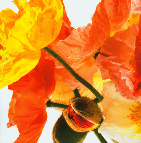 Floral for JAHRRIESNGE flowers lpf04991 Floral JAHRRIESNGE for flowers lpf04991