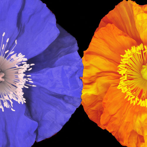 Floral for JAHRRIESNGE flower lpf05047 Floral JAHRRIESNGE for flower lpf05047