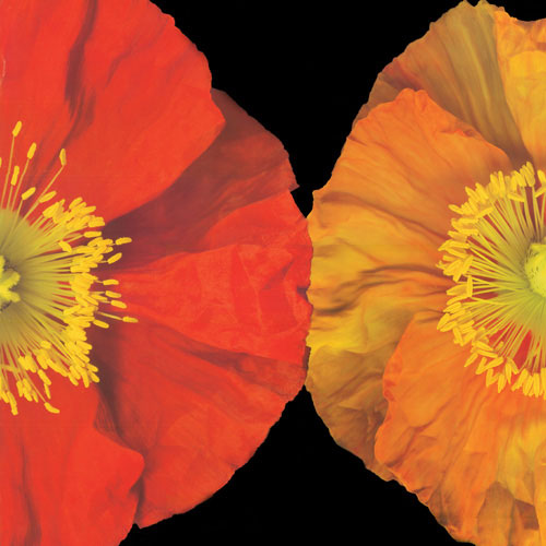 Floral for JAHRRIESNGE flower lpf05048 Floral JAHRRIESNGE for flower lpf05048