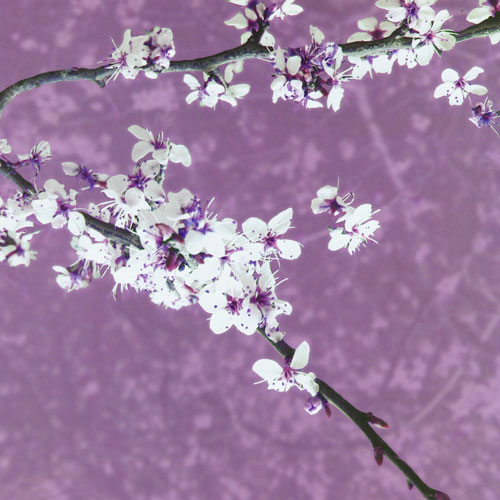 Floral for JAHRRIESNGE purple leaf plum lpf05058 Floral JAHRRIESNGE for purple leaf plum lpf05058