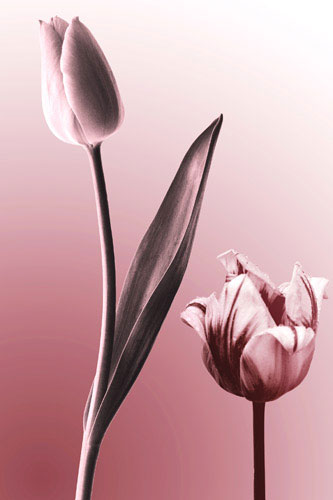 Floral JAHRRIESNGE  for flowers lpf05088 