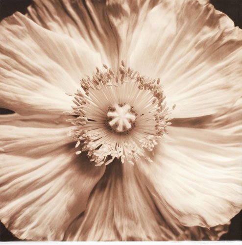 Floral for JAHRRIESNGE flowers lpf05093 Floral JAHRRIESNGE for flowers lpf05093