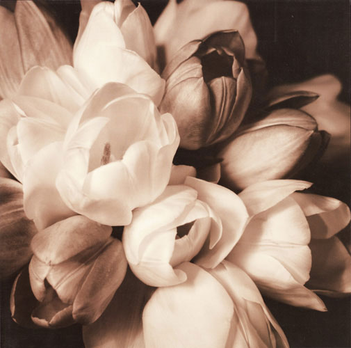 Floral for JAHRRIESNGE flowers lpf05094 Floral JAHRRIESNGE for flowers lpf05094