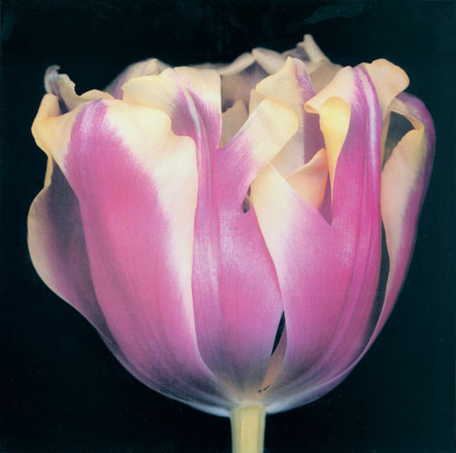 Floral for Jahrriesnge flowers lpf05420 Floral Jahrriesnge for flowers lpf05420