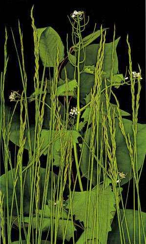 Floral JAHRRIESNGE  for flowers-lpf06753 