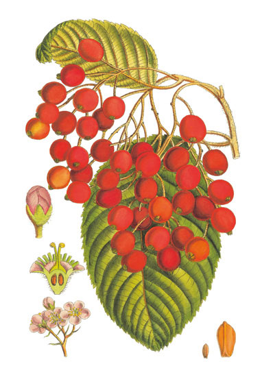 Floral for Jahrriesnge flowers-lpf06764 Floral Jahrriesnge for flowers-lpf06764