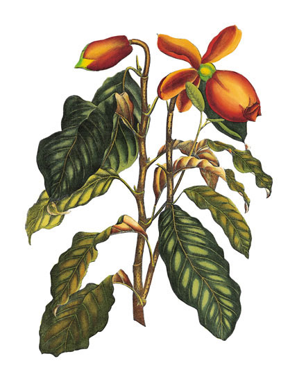 Floral for Jahrriesnge flowers-lpf06777 Floral Jahrriesnge for flowers-lpf06777