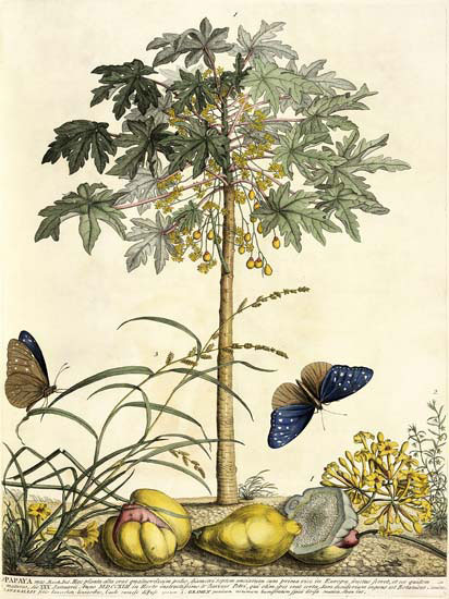 Floral for Jahrriesnge flowers-lpf06785 Floral Jahrriesnge for flowers-lpf06785