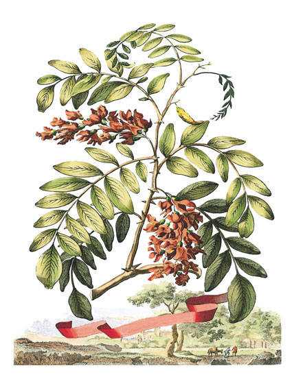 Floral JAHRRIESNGE  for flowers-lpf06791 