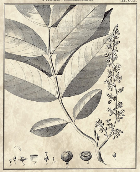 Floral JAHRRIESNGE  for flowers-lpf06798 