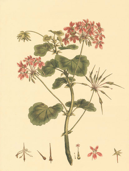 Floral for JAHRRIESNGE flowers-lpf06850 Floral JAHRRIESNGE for flowers-lpf06850