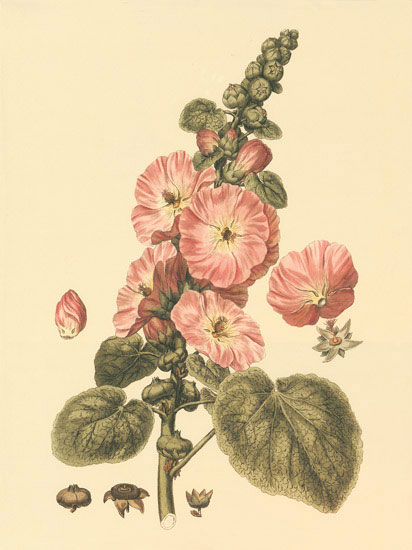 Floral for JAHRRIESNGE flowers-lpf06851 Floral JAHRRIESNGE for flowers-lpf06851