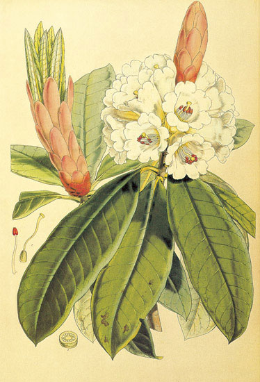 Floral for JAHRRIESNGE flowers-lpf06857 Floral JAHRRIESNGE for flowers-lpf06857