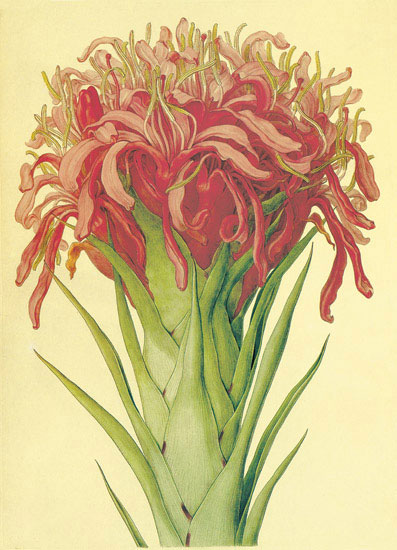 Floral for JAHRRIESNGE flowers-lpf06870 Floral JAHRRIESNGE for flowers-lpf06870