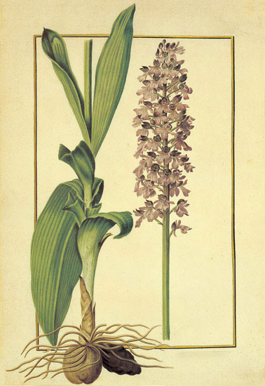 Floral for JAHRRIESNGE flowers-lpf06879 Floral JAHRRIESNGE for flowers-lpf06879