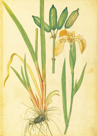 Floral for JAHRRIESNGE flowers-lpf06885 Floral JAHRRIESNGE for flowers-lpf06885