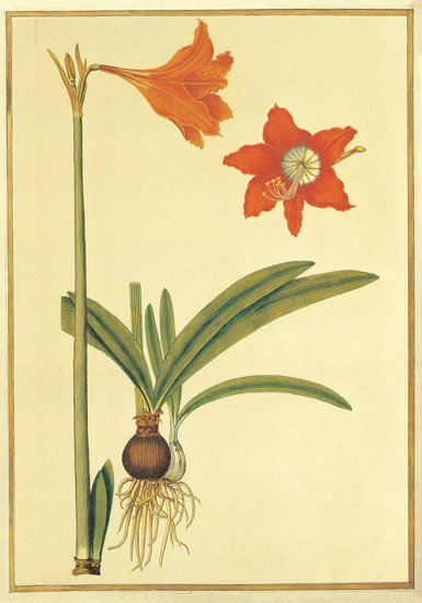 Floral for JAHRRIESNGE flowers-lpf06887 Floral JAHRRIESNGE for flowers-lpf06887