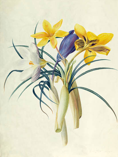 Floral for JAHRRIESNGE flowers-lpf06888 Floral JAHRRIESNGE for flowers-lpf06888