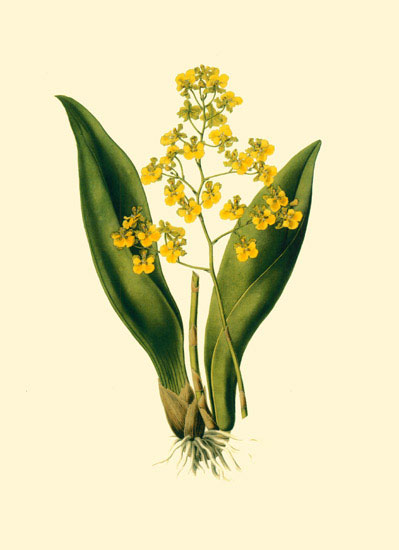 Floral for JAHRRIESNGE flowers-lpf06890 Floral JAHRRIESNGE for flowers-lpf06890