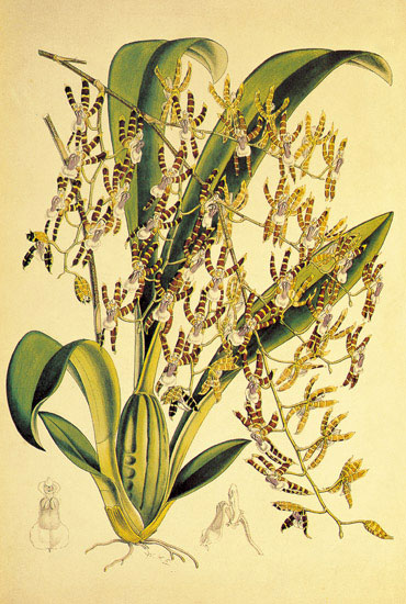 Floral for JAHRRIESNGE flowers-lpf06891 Floral JAHRRIESNGE for flowers-lpf06891