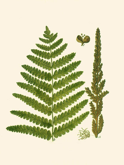 Floral for JAHRRIESNGE leaves-lpf06898 Floral JAHRRIESNGE for leaves-lpf06898