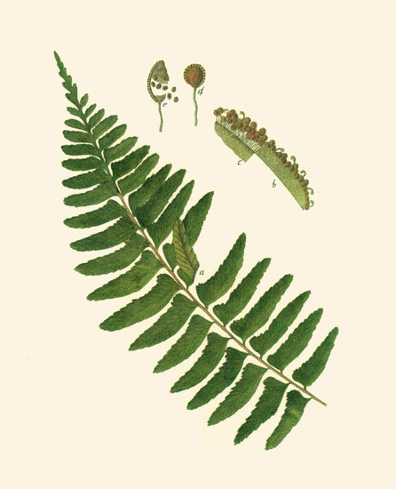 Floral for JAHRRIESNGE leaves-lpf06899 Floral JAHRRIESNGE for leaves-lpf06899