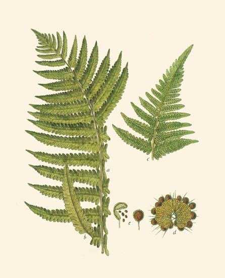 Floral for JAHRRIESNGE leaves-lpf06900 Floral JAHRRIESNGE for leaves-lpf06900