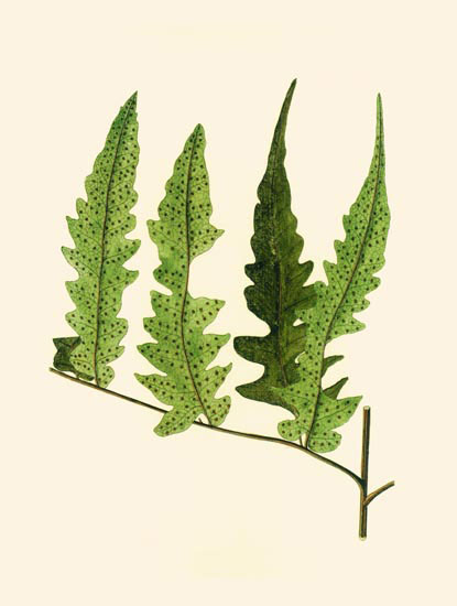 Floral for JAHRRIESNGE leaves-lpf06901 Floral JAHRRIESNGE for leaves-lpf06901