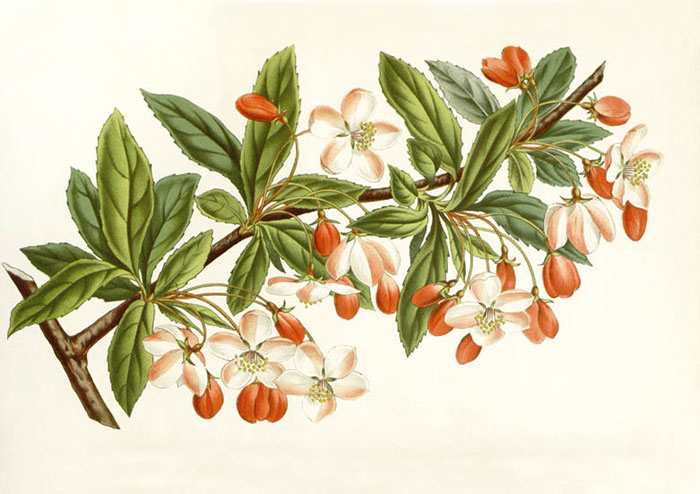 Floral JAHRRIESNGE  for flowers-lpf06929 