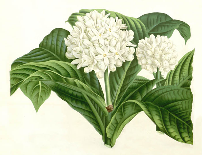 Floral for JAHRRIESNGE flowers-lpf06932 Floral JAHRRIESNGE for flowers-lpf06932