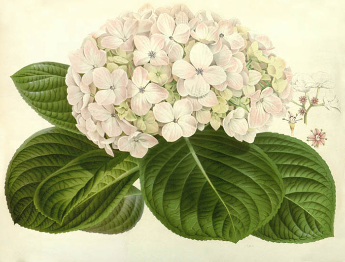 Floral for JAHRRIESNGE flowers-lpf06933 Floral JAHRRIESNGE for flowers-lpf06933