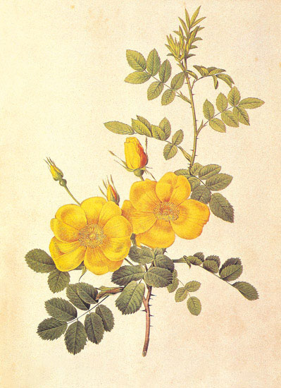 Floral for JAHRRIESNGE flowers-lpf06945 Floral JAHRRIESNGE for flowers-lpf06945