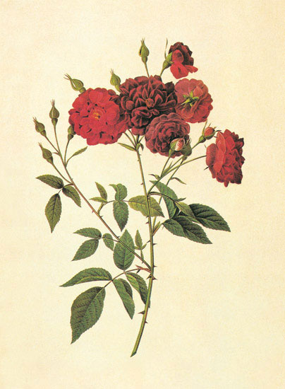 Floral for JAHRRIESNGE flowers-lpf06948 Floral JAHRRIESNGE for flowers-lpf06948