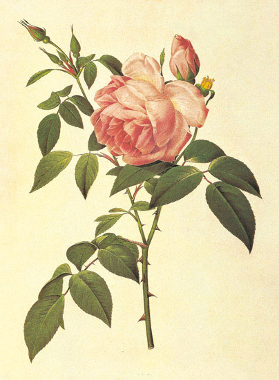 Floral for JAHRRIESNGE flowers-lpf06949 Floral JAHRRIESNGE for flowers-lpf06949