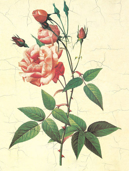 Floral for JAHRRIESNGE flowers-lpf06952 Floral JAHRRIESNGE for flowers-lpf06952